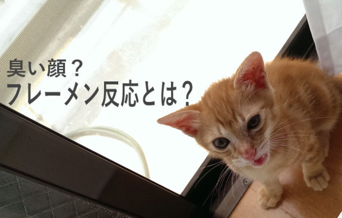 猫のフレーメン反応
